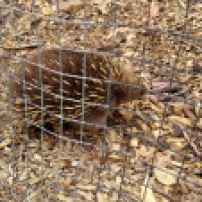 This is our friend Randall (named by the Refuge). He's a short-beaked echidna. Hi, Randall!