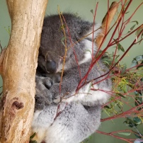 Koalas!